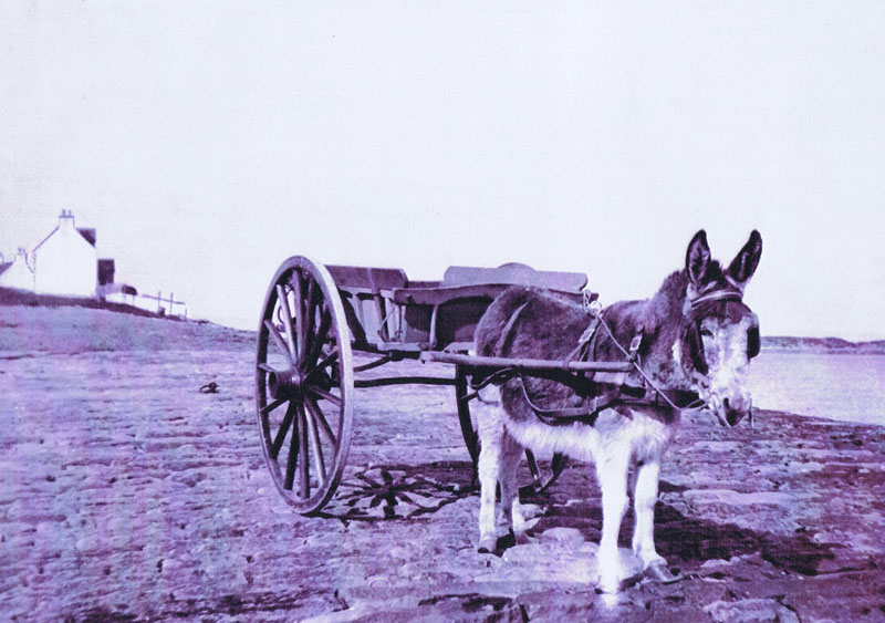 Circa 1900 - Donkey and trap on the Pier
