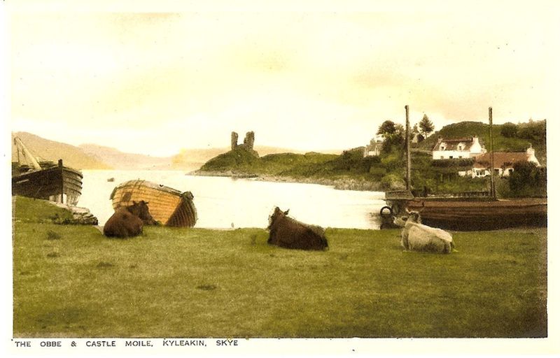 Circa 1930. View of  cattle with Castle Moil in the background.